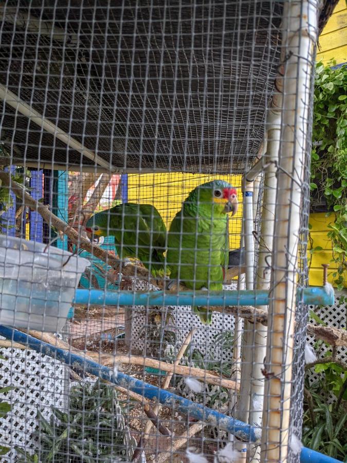 Yocamatsu Bed & Breakfast Caye Caulker Bagian luar foto